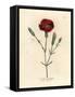 Crimson Carnation, Clove Pink, Dianthus Caryophyllus-James Sowerby-Framed Stretched Canvas