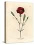 Crimson Carnation, Clove Pink, Dianthus Caryophyllus-James Sowerby-Stretched Canvas