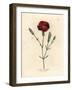 Crimson Carnation, Clove Pink, Dianthus Caryophyllus-James Sowerby-Framed Giclee Print