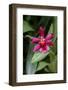 Crimson Cattleya-Lisa Engelbrecht-Framed Photographic Print