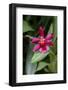 Crimson Cattleya-Lisa Engelbrecht-Framed Photographic Print