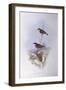 Crimson Chat (Epthianura Tricolour), by John Gould-null-Framed Giclee Print