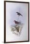 Crimson Chat (Epthianura Tricolour), by John Gould-null-Framed Giclee Print