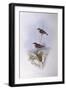 Crimson Chat (Epthianura Tricolour), by John Gould-null-Framed Premium Giclee Print