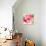 Crimson Flower II-Sandra Jacobs-Giclee Print displayed on a wall