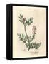 Crimson Flowered Fumitory, Fumaria Officinalis-James Sowerby-Framed Stretched Canvas