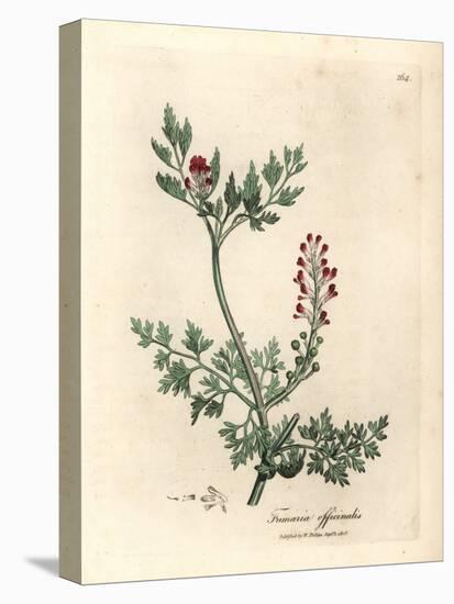 Crimson Flowered Fumitory, Fumaria Officinalis-James Sowerby-Stretched Canvas