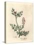 Crimson Flowered Fumitory, Fumaria Officinalis-James Sowerby-Stretched Canvas