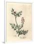 Crimson Flowered Fumitory, Fumaria Officinalis-James Sowerby-Framed Giclee Print