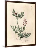 Crimson Flowered Fumitory, Fumaria Officinalis-James Sowerby-Framed Giclee Print