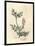 Crimson Flowered Fumitory, Fumaria Officinalis-James Sowerby-Framed Giclee Print