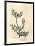 Crimson Flowered Fumitory, Fumaria Officinalis-James Sowerby-Framed Giclee Print