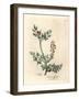 Crimson Flowered Fumitory, Fumaria Officinalis-James Sowerby-Framed Giclee Print