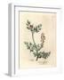 Crimson Flowered Fumitory, Fumaria Officinalis-James Sowerby-Framed Giclee Print