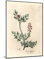 Crimson Flowered Fumitory, Fumaria Officinalis-James Sowerby-Mounted Giclee Print