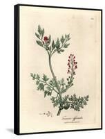 Crimson Flowered Fumitory, Fumaria Officinalis-James Sowerby-Framed Stretched Canvas