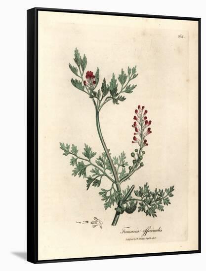 Crimson Flowered Fumitory, Fumaria Officinalis-James Sowerby-Framed Stretched Canvas