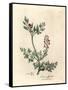 Crimson Flowered Fumitory, Fumaria Officinalis-James Sowerby-Framed Stretched Canvas