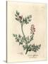 Crimson Flowered Fumitory, Fumaria Officinalis-James Sowerby-Stretched Canvas