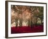 Crimson Forest Floor A2-Taylor Greene-Framed Art Print