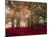 Crimson Forest Floor A2-Taylor Greene-Mounted Art Print