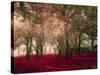 Crimson Forest Floor A2-Taylor Greene-Stretched Canvas