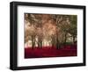 Crimson Forest Floor A2-Taylor Greene-Framed Art Print