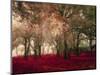 Crimson Forest Floor A2-Taylor Greene-Mounted Art Print