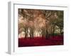 Crimson Forest Floor A2-Taylor Greene-Framed Art Print