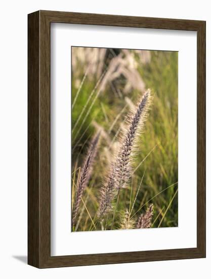 Crimson Fountain Grass, USA-Lisa Engelbrecht-Framed Photographic Print