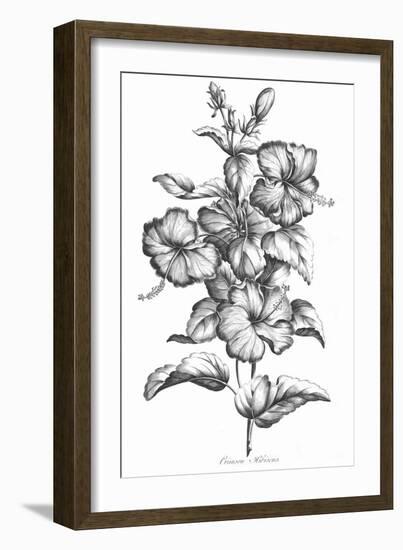 Crimson Hibiscus-Porter Design-Framed Giclee Print