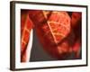 Crimson Leaf-Nicole Katano-Framed Photo