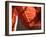 Crimson Leaf-Nicole Katano-Framed Photo