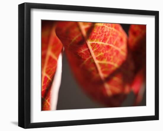 Crimson Leaf-Nicole Katano-Framed Photo