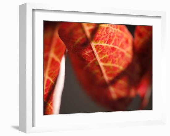 Crimson Leaf-Nicole Katano-Framed Photo