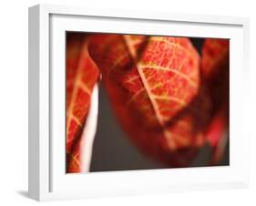 Crimson Leaf-Nicole Katano-Framed Photo