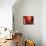 Crimson Leaf-Nicole Katano-Mounted Photo displayed on a wall