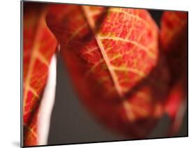 Crimson Leaf-Nicole Katano-Mounted Photo