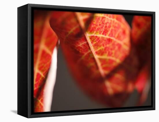 Crimson Leaf-Nicole Katano-Framed Stretched Canvas