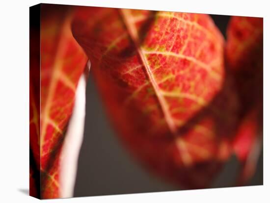 Crimson Leaf-Nicole Katano-Stretched Canvas