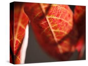 Crimson Leaf-Nicole Katano-Stretched Canvas