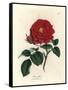 Crimson Officinal Rose, Rosa Gallica-James Sowerby-Framed Stretched Canvas