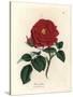 Crimson Officinal Rose, Rosa Gallica-James Sowerby-Stretched Canvas