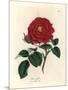 Crimson Officinal Rose, Rosa Gallica-James Sowerby-Mounted Giclee Print