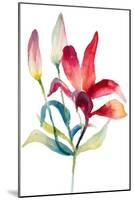 Crimson Paradise Lily-Lanie Loreth-Mounted Art Print