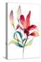 Crimson Paradise Lily-Lanie Loreth-Stretched Canvas