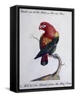 Crimson Parrot from Moluccan Islands (Psittacus Coccineus Moluccensis)-null-Framed Stretched Canvas