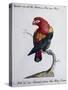 Crimson Parrot from Moluccan Islands (Psittacus Coccineus Moluccensis)-null-Stretched Canvas