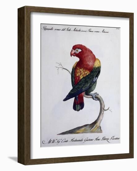 Crimson Parrot from Moluccan Islands (Psittacus Coccineus Moluccensis)-null-Framed Giclee Print