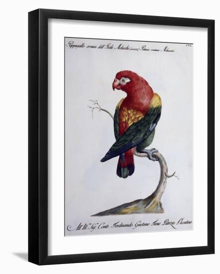 Crimson Parrot from Moluccan Islands (Psittacus Coccineus Moluccensis)-null-Framed Giclee Print